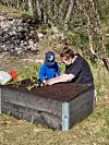 Voksen og barn planter i en stor, mørk pallekarm ute på gressplen ved skogkant.